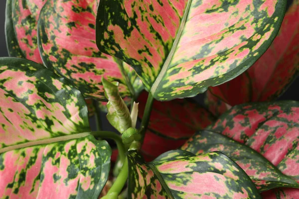 Aglaonema Krásnými Listy Jako Pozadí Detailní Záběr Tropická Rostlina — Stock fotografie