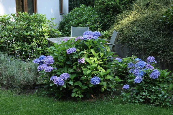 Beautiful Hydrangea Plant Light Blue Flowers Outdoors — Stock Photo, Image