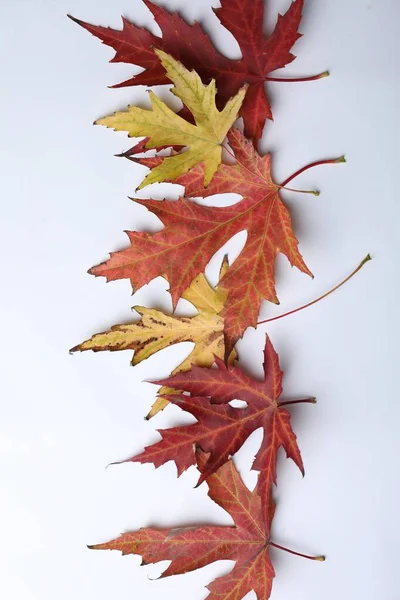 Dry leaves of Japanese maple tree on white background, top view. Autumn season