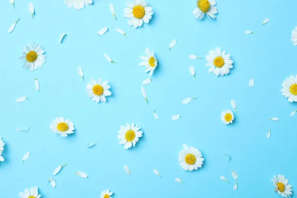 Composición Plana Con Manzanillas Frescas Sobre Fondo Azul Claro — Foto de Stock