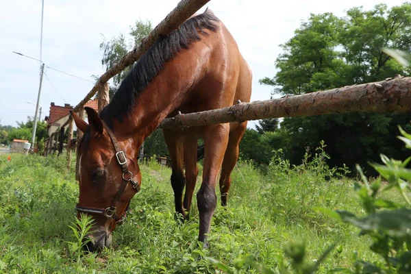 Krásný Kůň Pasoucí Zelené Trávě Ohradě Venku — Stock fotografie