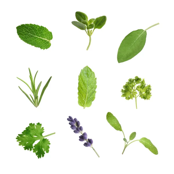 Collection Different Aromatic Herbs White Background — Φωτογραφία Αρχείου