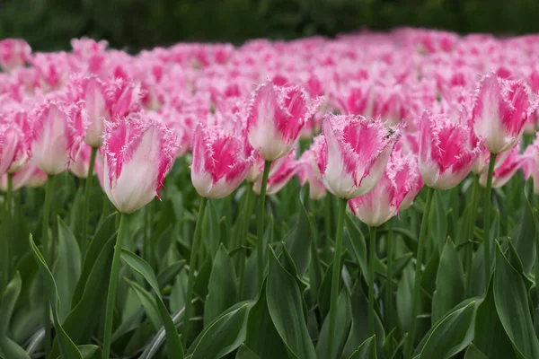 Lindas Flores Tulipa Crescendo Livre Close Temporada Primavera — Fotografia de Stock