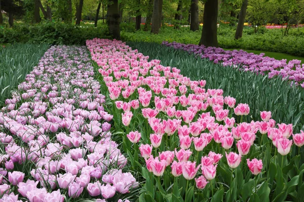 公園にはたくさんの美しいチューリップの花が咲いています — ストック写真