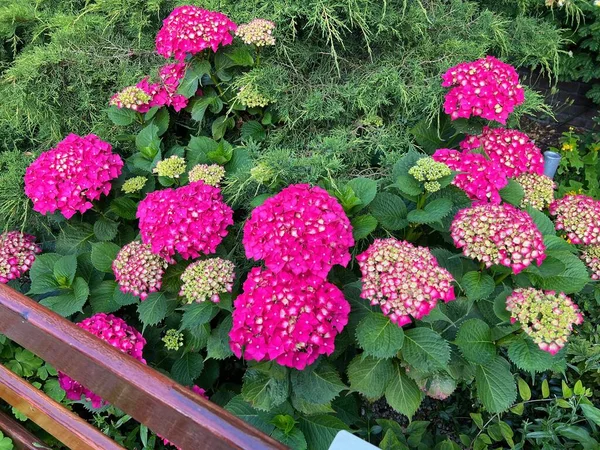 Hortensia Plant Beautiful Flowers Growing Outdoors Closeup — Fotografia de Stock