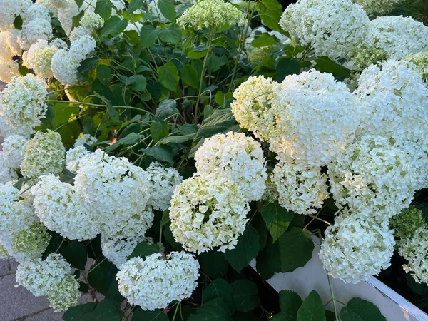 Hortensia Plant Beautiful Flowers Growing Outdoors — 图库照片