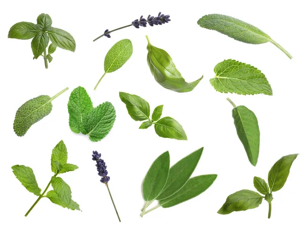 Collection Different Aromatic Herbs White Background — Stock Photo, Image