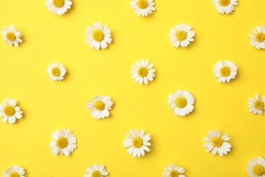 Düz kompozisyon ve sarı arka planda taze papatyalar.