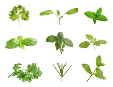 Collection of different aromatic herbs on white background