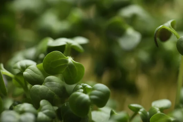 Semillas Rúcula Germinadas Como Fondo Vista Cerca — Foto de Stock