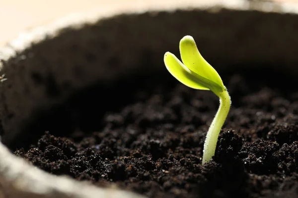 Pot Little Green Seedling Growing Soil Closeup Space Text — Stockfoto