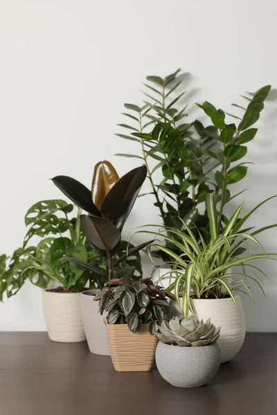 Many Different Beautiful House Plants Wooden Table White Wall — Stockfoto