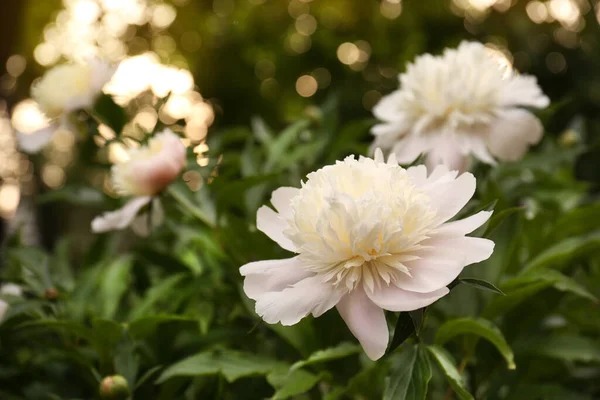 Beautiful Blooming White Peonies Growing Garden Closeup Space Text —  Fotos de Stock