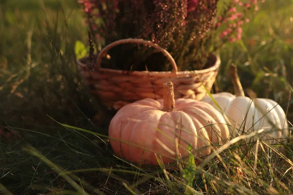 Wicker Basket Beautiful Heather Flowers Pumpkins Green Grass Outdoors — Photo