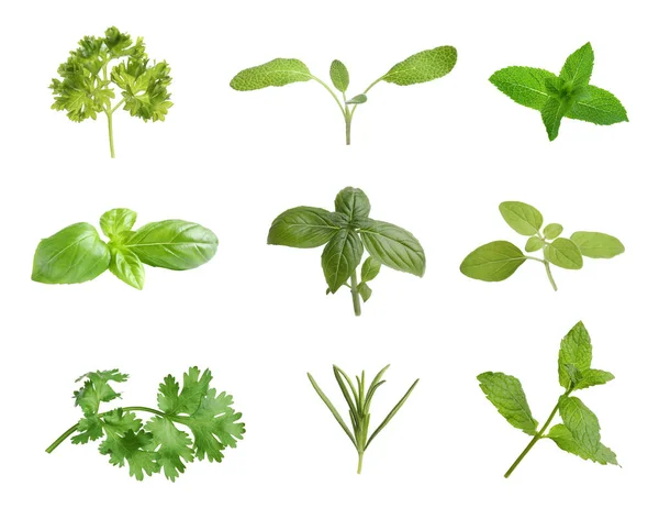 Collection Different Aromatic Herbs White Background — Fotografia de Stock