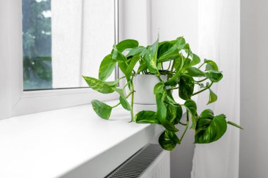Epipremnum in pot in window sill in door, space for text. Ev bitkisi