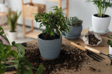 Beautiful houseplant, soil and gardening tools on wooden table indoors