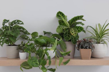 Wooden shelf with beautiful houseplants on light wall