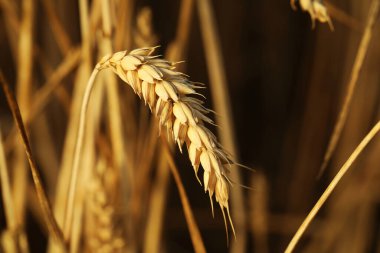 Ripe wheat spike in agricultural field on sunny day, closeup