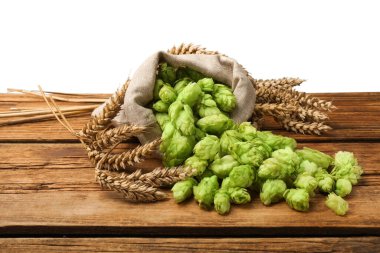 Overturned sack of hop flowers and wheat ears on wooden table against white background