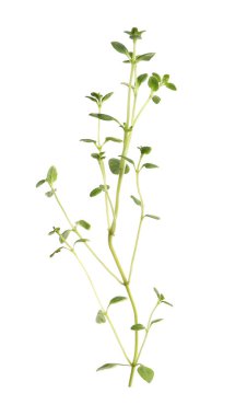 Aromatic green marjoram sprig isolated on white. Fresh herb
