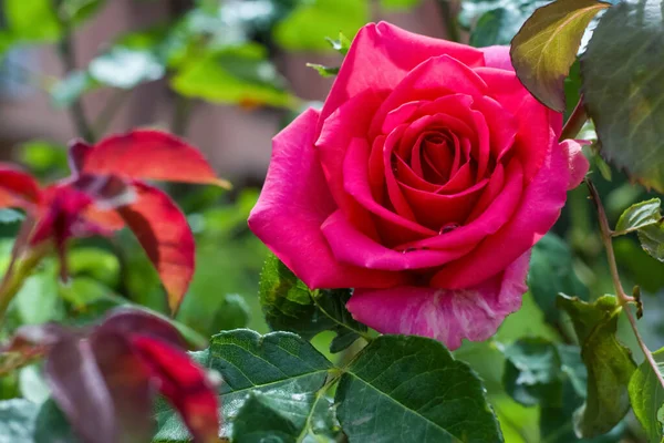 Μπους Όμορφο Ανθισμένο Τριαντάφυλλο Στον Κήπο Την Ηλιόλουστη Μέρα Κοντινό — Φωτογραφία Αρχείου