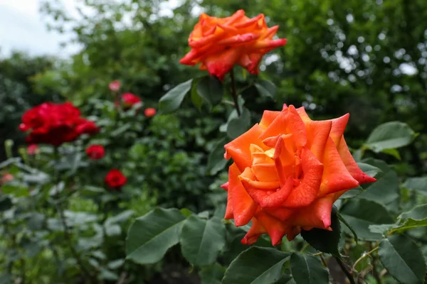 Όμορφο Πορτοκαλί Τριαντάφυλλο Λουλούδι Σταγόνες Δροσιά Στον Κήπο Closeup Χώρος — Φωτογραφία Αρχείου