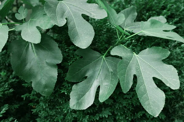 Beautiful Fig Tree Green Leaves Outdoors Tropical Plant — Fotografia de Stock