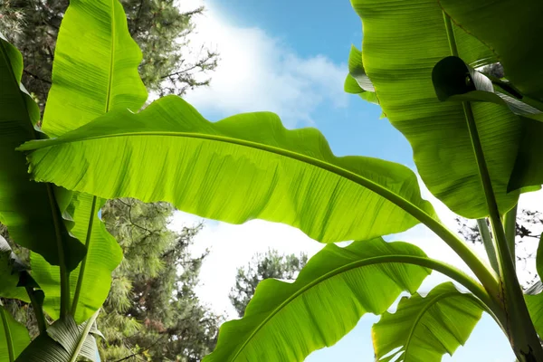 Рослини Банана Красивим Зеленим Листям Відкритому Повітрі Низьким Кутом Зору — стокове фото