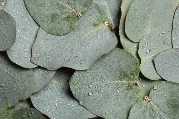 Färska Gröna Blad Eukalyptus Med Vattendroppar Som Bakgrund Ovanifrån — Stockfoto