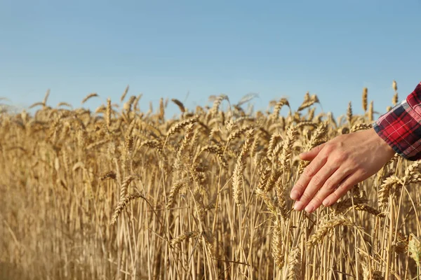 Woman Touching Ears Wheat Field Blue Sky Closeup — Stockfoto