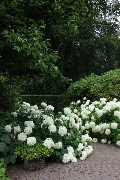 Lovely Garden Blooming Hydrangeas Pavement Landscape Design — Stock Fotó