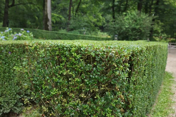 Beautiful Green Boxwood Hedge Outdoors Landscape Design — Stock fotografie