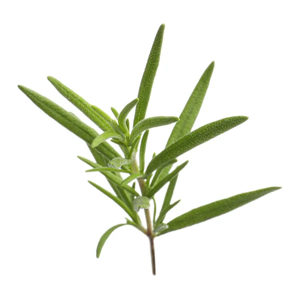 Aromatic Rosemary Sprig Isolated White Fresh Herb — Photo