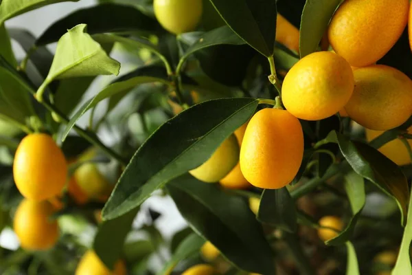 Kumquat Baum Mit Reifen Früchten Freien Nahaufnahme — Stockfoto