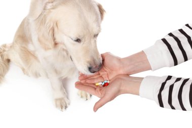 Beyaz arka plandaki sevimli köpeğe farklı haplar veren bir kadın. Yakın plan. Hayvan için vitaminler
