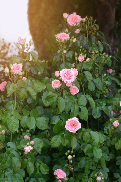 Βούρτσες Όμορφα Ροζ Τριαντάφυλλα Στον Κήπο — Φωτογραφία Αρχείου