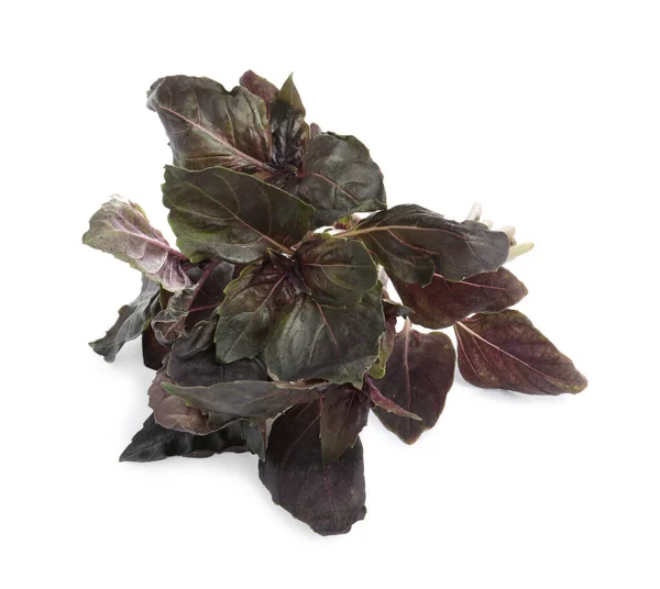 Aromatic Fresh Purple Basil Leaves White Background — 图库照片