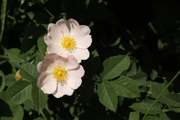 Bellissimi Fiori Rosa Canina Fiore Cespuglio All Aperto — Foto Stock