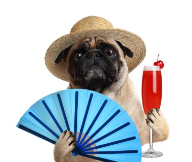 Cute dog in hat with cocktail and fan on white background. Summer party
