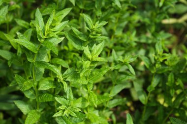 Beautiful mint with lush green leaves growing outdoors