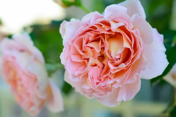 Schöne Blühende Rosenstrauch Freien Nahaufnahme — Stockfoto