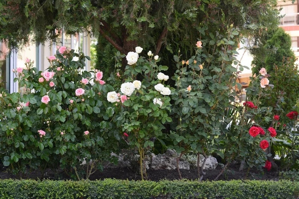 Bushes Colorful Beautiful Roses Outdoors Summer Day — Fotografia de Stock