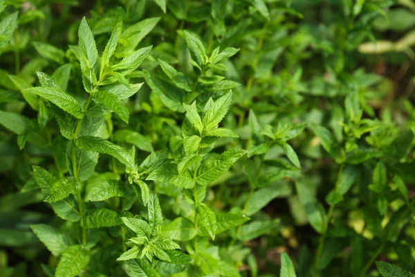 Beautiful Mint Lush Green Leaves Growing Outdoors — Stock Fotó
