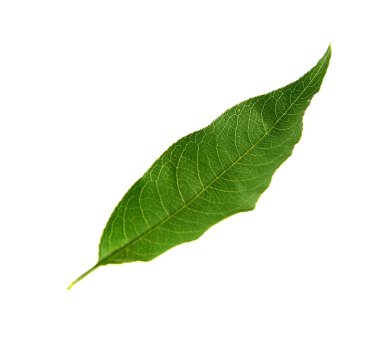 Yeşil şeftali yaprağı beyazda izole edilmiş.