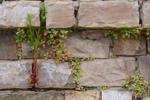 Plantas Que Crescem Através Rachaduras Pedras Close — Fotografia de Stock