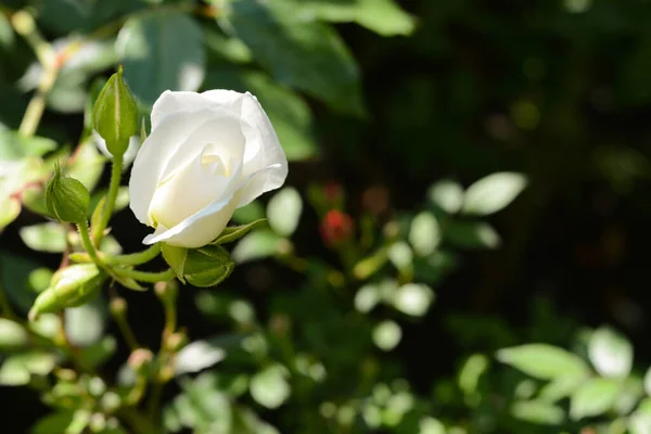 Closeup View Beautiful Rose Bush White Flower Buds Outdoors Sunny — Foto de Stock