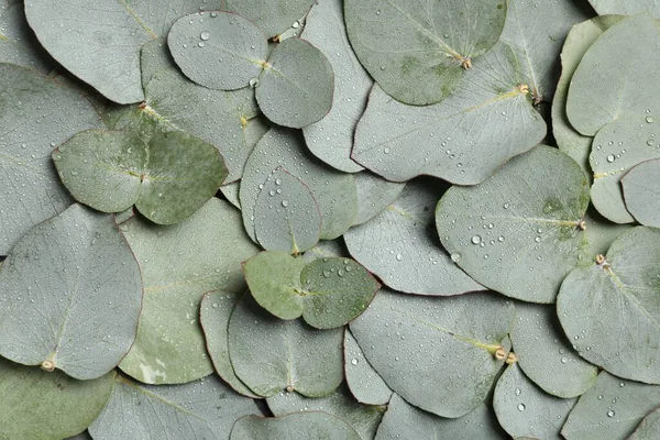 Färska Gröna Blad Eukalyptus Med Vattendroppar Som Bakgrund Ovanifrån — Stockfoto