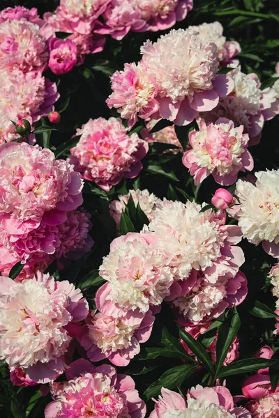 Wonderful Blooming Pink Peonies Background Closeup — Fotografia de Stock
