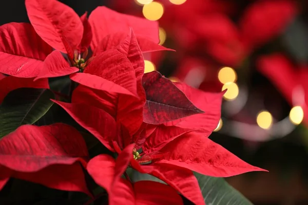 Red Poinsettia Contra Las Luces Borrosas Festivas Primer Plano Navidad —  Fotos de Stock